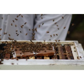 Global Patties 4% Pollen Patties for Bees | 2 Pack - 1 lb Each (approximate Weight) | 4% Protein Pollen Patty Food Supplement for Honey Bees (2)