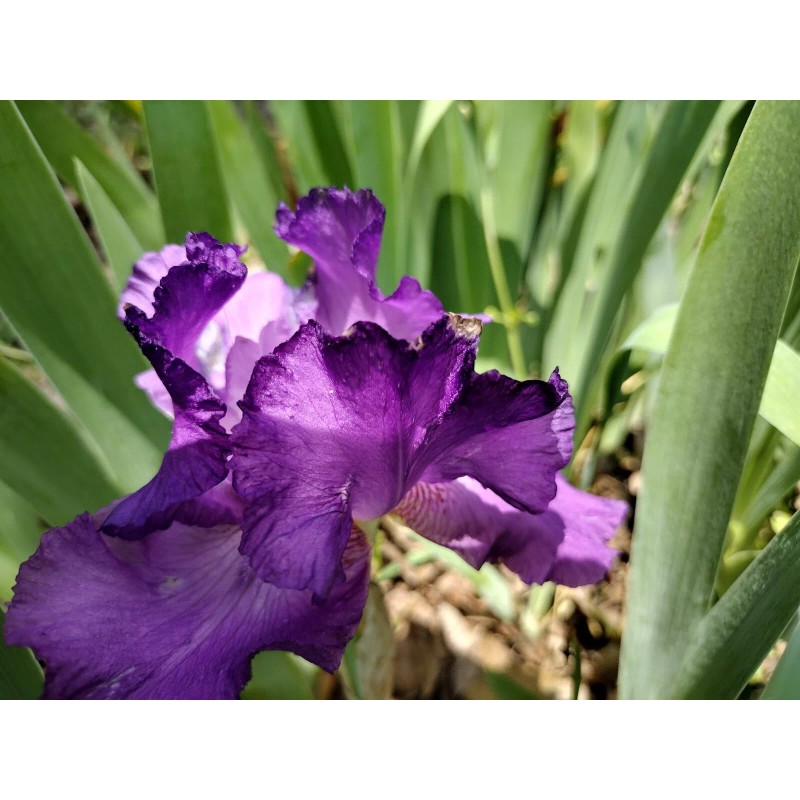 Fresh 6 BEARDED IRIS PLANTS RHIZOMES FRESH MIXED VARIETIES