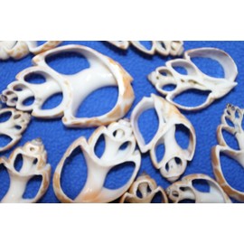 60pc Natural Babylon Spirata Seashells, Sliced Center Cut, 1.25-2 inches, Rusty Tan and Cream Colors, Sailors Valentines, Beach Decor, CS-96