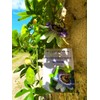 Unique Exotic Passion Flower Passionflower 10 Seeds for Planting Non-GMO