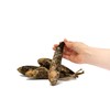 Primitive Banana Gourds - Bag of 24 - Unwashed -