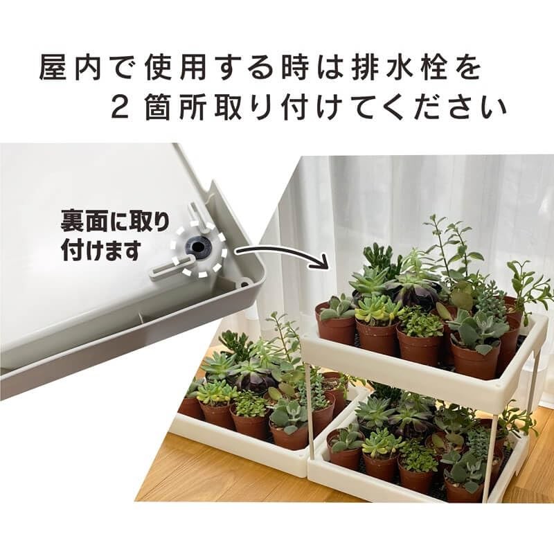 daim Succulent Mansion Black Kamen-kun Succulent Plants