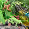 Safari Ltd. Rainforest TOOB - 11 Figurines: Macaw, Frogs, Toucan,