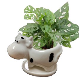 chenwen Cute Animal Shaped Planter Flower Pot Cow Shape Small Succulent pots with Drainage Ceramic Animal Planter, Indoor Plant Container Planter with Drainage Hole Home Office Desk Garden(Cow)