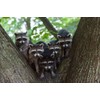 3D Postcard No. 10189 Lenticular Card Raccoons "WASCHBEAR FAMILY IN