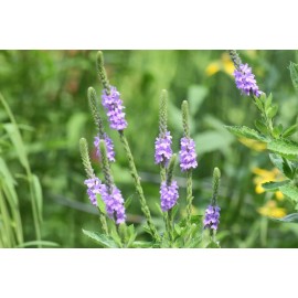 Southeast Seeds Hoary Vervain Seeds, Hoary Verbena, Violet Blue Flower, FREE SHIPPING - 800 Seeds or 1 Gram