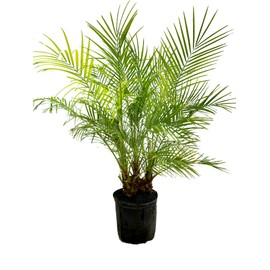 Pygmy Date Phoenix Roebelleni 3 feet Tall Palm Tree Tropical Indoor Outdoor Live Plant Eddies Acres NO Ship to California