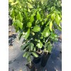 Unbranded Grapefruit PUMMELO ( Big White Fruit) 3ft Up Grafted