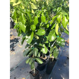 Unbranded Grapefruit PUMMELO ( Big White Fruit) 3ft Up Grafted Tree. No Shipping Ca.