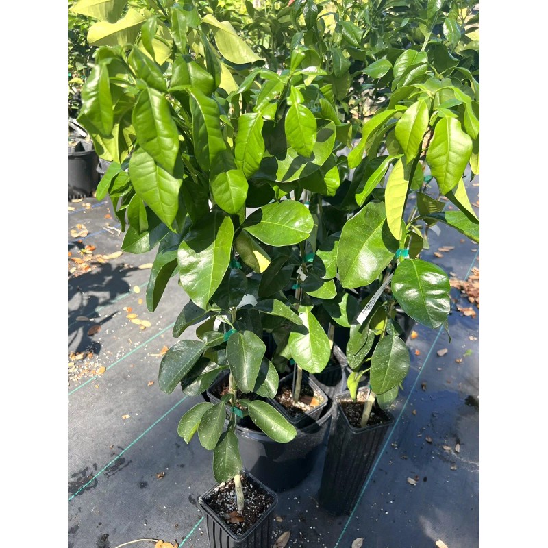 Unbranded Grapefruit PUMMELO ( Big White Fruit) 3ft Up Grafted