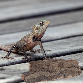 balacoo Terrarium Tree Bark: 8pcs Reptile Bark Decoration Natural Cork Bark Backdrop Reptile Tank Background Leopard Cork Bark - Tarantula Enclosure Accessories