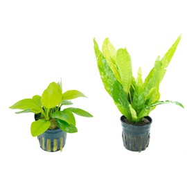 Anubias Nana Golden and Java Fern Tall 2 Pots - Live Aquarium Plant Snail Free