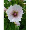 ONeill Seeds Marshmallow Plant Seeds - Althaea officinalis | Heirloom
