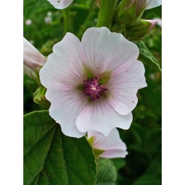 ONeill Seeds Marshmallow Plant Seeds - Althaea officinalis | Heirloom Herb for Edible & Med - 10