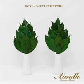 Extreme Sakaki SV Camellia Leaf Extra Thick Type S Size [No Artificial Flower] Preserved Sakaki (Uses Luxury Camellia Leaves from Tamba) < Utility Model Registration No. 322297> Handmade Handmade No Withering Sakaki Sakaki No Watering Needed Shrine Shrin