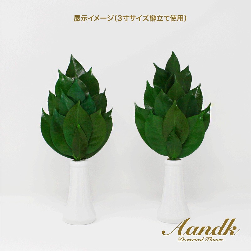 Extreme Sakaki SV Camellia Leaf Extra Thick Type S Size