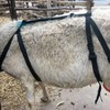 YUYUSO Goat BraUdder Bag for Sheep Goat Correct Saggy Udders