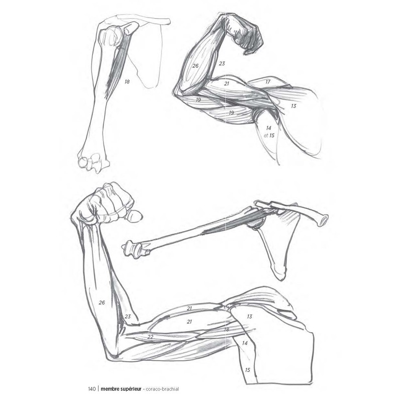 Morpho: Anatomie artistique