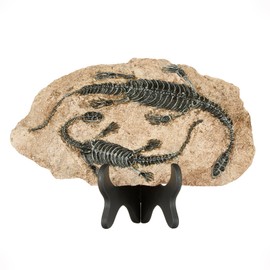 1st Heaven Dinosaur Fossils, Resin Dinosaur Skeletons, Dinosaur Figurines for Home Decor, and Dinosaur Gifts for Adults (Style 3)