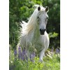 Ravensburger Children's Puzzle - 12927 White Mare - Horse Puzzle