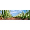 PanOxyl 156 g & Aloe Vera Gel Vegan 250 ml