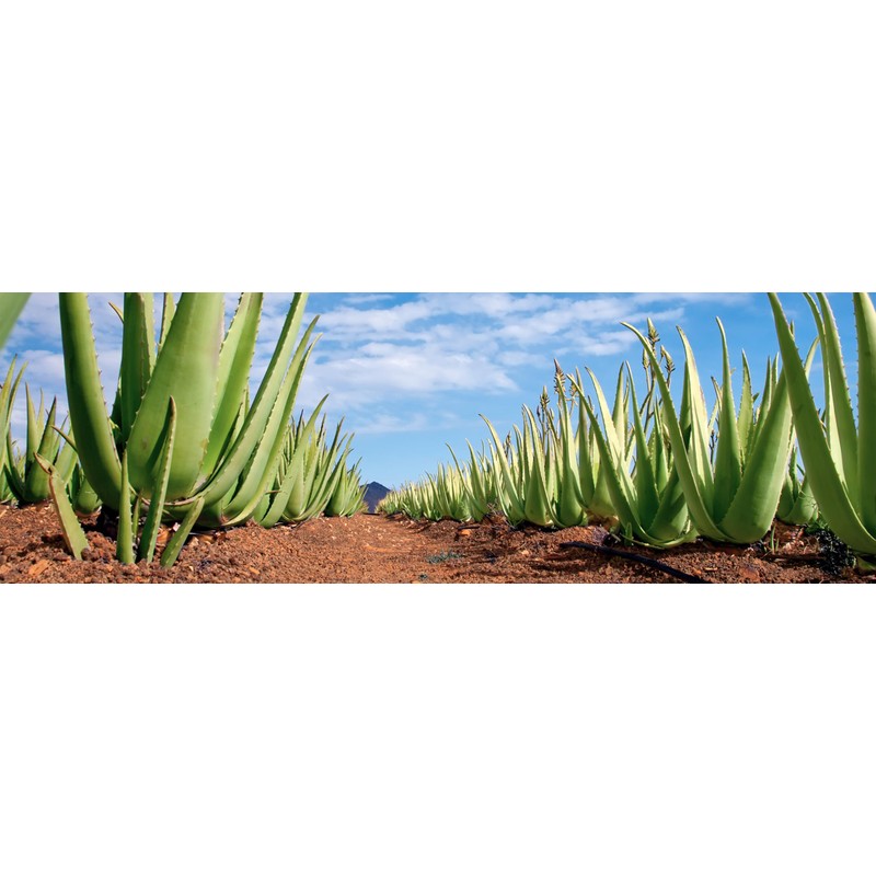 PanOxyl 156 g & Aloe Vera Gel Vegan 250 ml