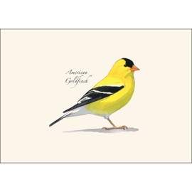 Earth Sky + Water - Sibley’s American Goldfinch Notecard Set - 8 Blank Cards with Envelopes