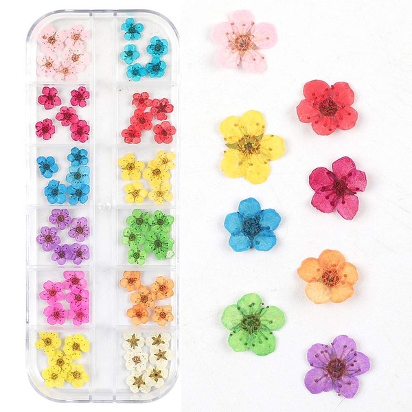 CHANGAR Dried Flowers Nail Art Stickers 60 Five Petals 12 Colours Natural Real Dry Flower Nail Art Decoration for 3D Nail Art Acrylic UV Gel Tips (60 Flowers)