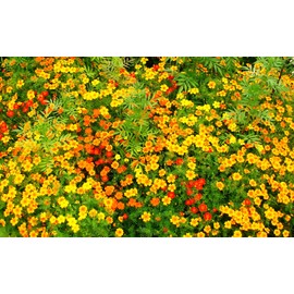 CEMEHA SEEDS - Seeds Marigolds Mexican Mix Annual Flowers for Planting