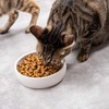 Ceramic Pet Bowl for Cats,Classic Ceramic Cat Dish Dog Bowls