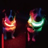 PLATZ PET SUPPLISE&FUN Dog Collar Walking Goods Safety Color Green