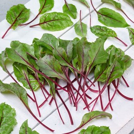 Park Seed Beet Vegatable Plant Seeds, Easy to Grow, Variety of Colors, Spring Garden, Bull's Blood Heirloom, Pack of 200