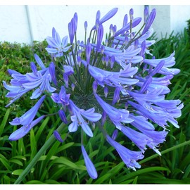 Agapanthus Africanus Lily of The Nile | 3 Large Gallon Size Plants | Low Maintenance Flowering Groundcover Grass