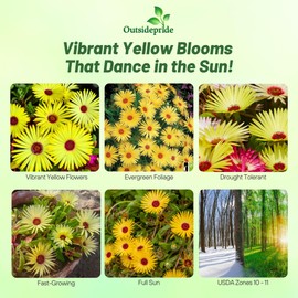 Outsidepride Gelato Yellow Ice Plant Seeds - 10000 Pcs Perennial, Drought Tolerant Ground Cover Seeds for Planting Vibrant Trailing Blooms, Ideal for Sunny Gardens & Xeriscape Landscaping