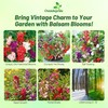 Outsidepride Balsam Impatiens Flower Seeds - 500 Pcs Annual, Compact