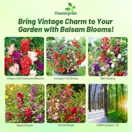 Outsidepride Balsam Impatiens Flower Seeds - 500 Pcs Annual, Compact & Pollinator Friendly, Impatiens Seeds for Planting w/Vibrant, Abundant Blooms for Shade Gardens & Container Displays