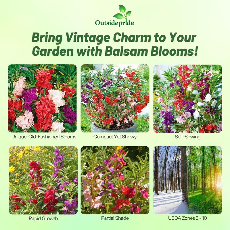 Outsidepride Balsam Impatiens Flower Seeds - 500 Pcs Annual, Compact