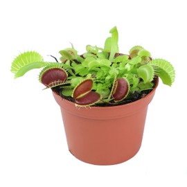 3 Inch Live Venus Fly Trap Live Plant, Dionaea Muscipula Venus Fly Trap Plant, Sundew Carnivorous Plants Live Houseplants, Venus Fly Trap Terrarium Plants, Live Plants Indoor Plants by Plants for Pets