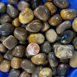 1  Piece Tumbled Petrified Wood Average Size 12 Grams