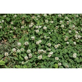 CLOVER WHITE DUTCH CLOVER SEED * COVER CROP * PERENNIAL LEGUME * LOW GROWING * 1000 /PK