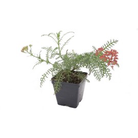 Greenwood Nursery: Live Perennial Plants - Achillea New Vintage Red Yarrow - [Qty: 1x Pint Pot] - (Click for Other Available Plants/Quantities)