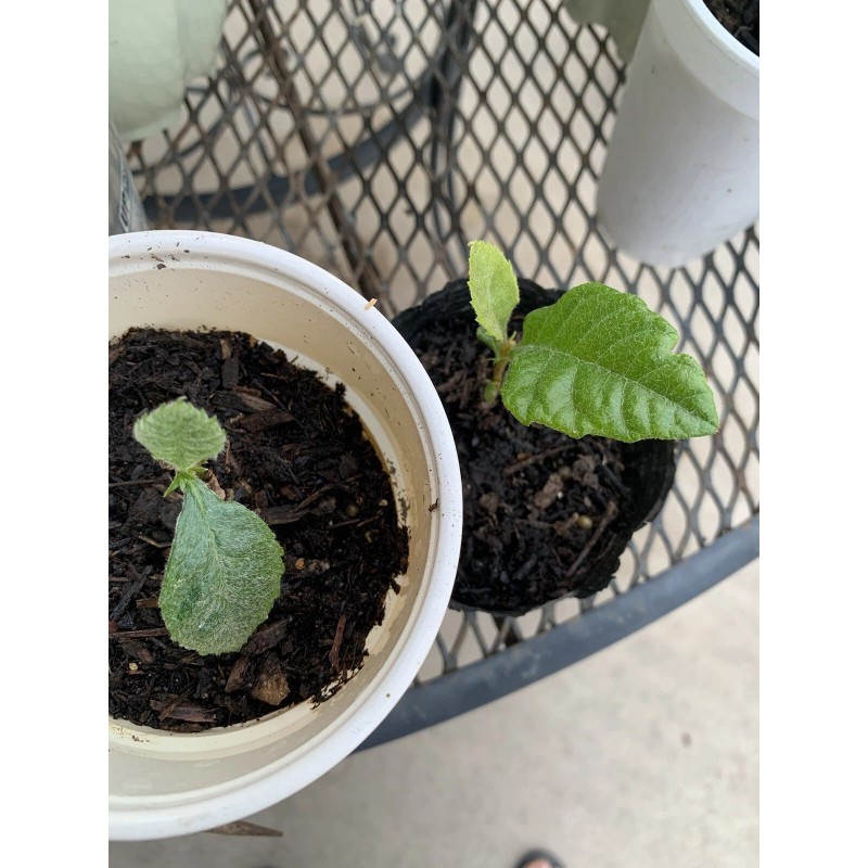 Tree 2 LOQUAT FRUIT TREE 3-6 Months Old Tree 2/3”