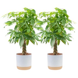 Costa Farms Money Tree Live Plants, Pack of 2 | Easy to Grow Indoor Houseplants in 10-Inch Plant Pots | 3-4 Feet Tall Bonsai | Home, Office, or Room Decor | Birthday, Housewarming Gift