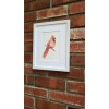 Red Cardinal. Print of an original watercolor painting. 5x7"with white