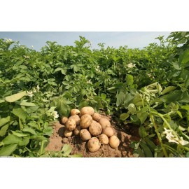 Simply Seed - Irish Cobbler Potato Seed - 5Lb Farm Fresh - AAA Grade - American