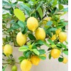 Generic 30pcs Perfume Lemon Seeds - Grow Your Own Bonsai