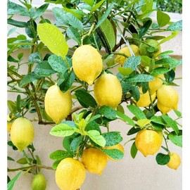 Generic 30pcs Perfume Lemon Seeds - Grow Your Own Bonsai or Full-Size Fruit-Bearing Tree - Non-GMO, Heirloom, Organic - Ideal for Zones 8-11, Yellow