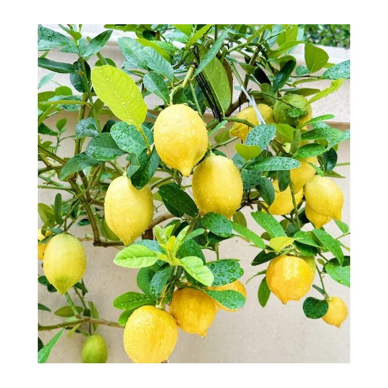 Generic 30pcs Perfume Lemon Seeds - Grow Your Own Bonsai