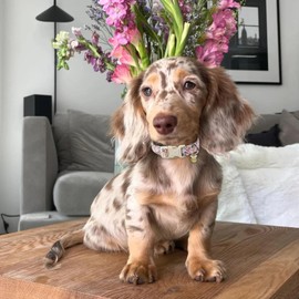 Maca Bates Easter Day Dog Collar Egg and Bunny Chicken Dogs Collars Soft Durable Cute Adjustable Pink Eggs Collor Easters Rabbit Gift for Small Medium Large Boy Girl Male Female Puppy and Pet