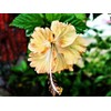 Flower Seeds 100 + Seeds Double Color Hibiscus Seeds Hardy